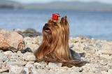 YORKSHIRE TERRIER 339